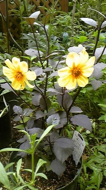 今朝の花　小倉仙翁