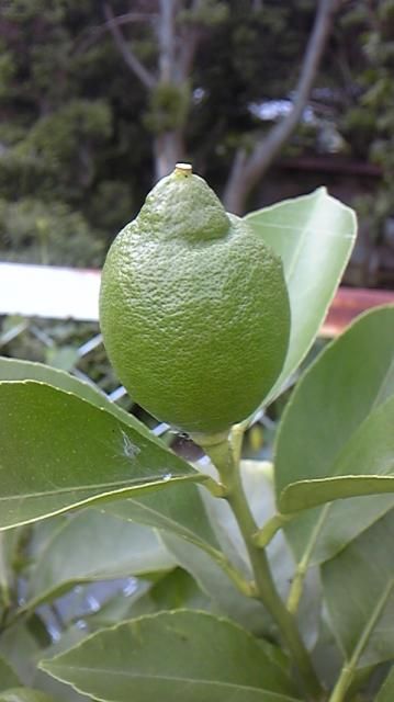 今朝の花　小倉仙翁