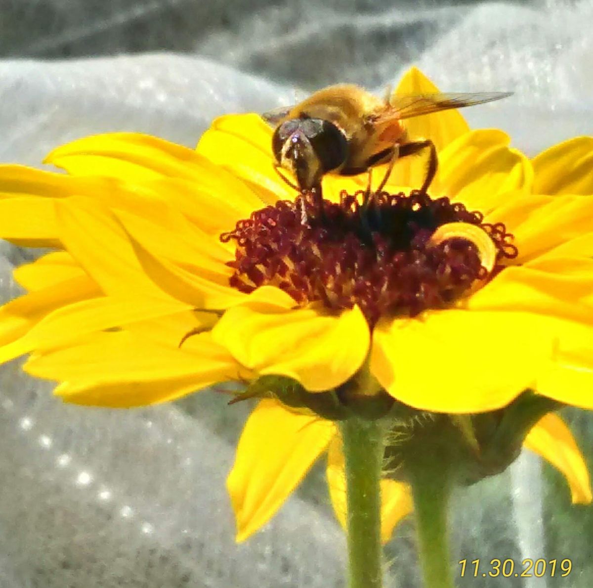 お気に入り🌻