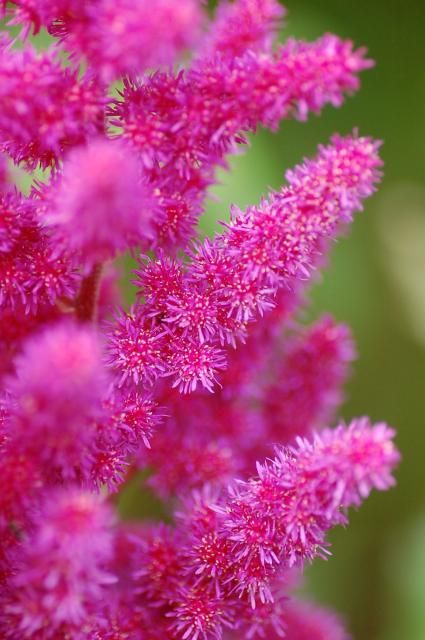 アスチルベ・花は小さいけど…