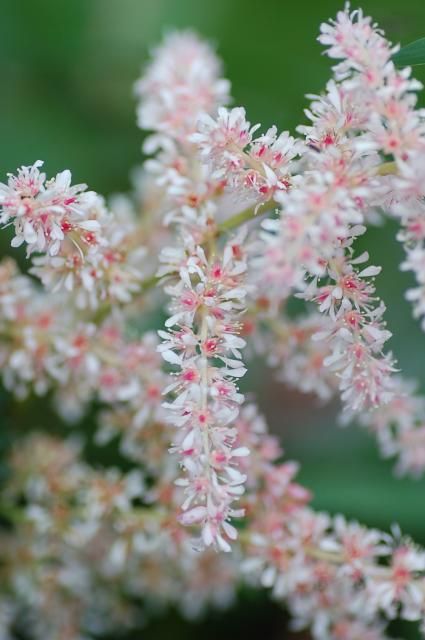 アスチルベ・花は小さいけど…