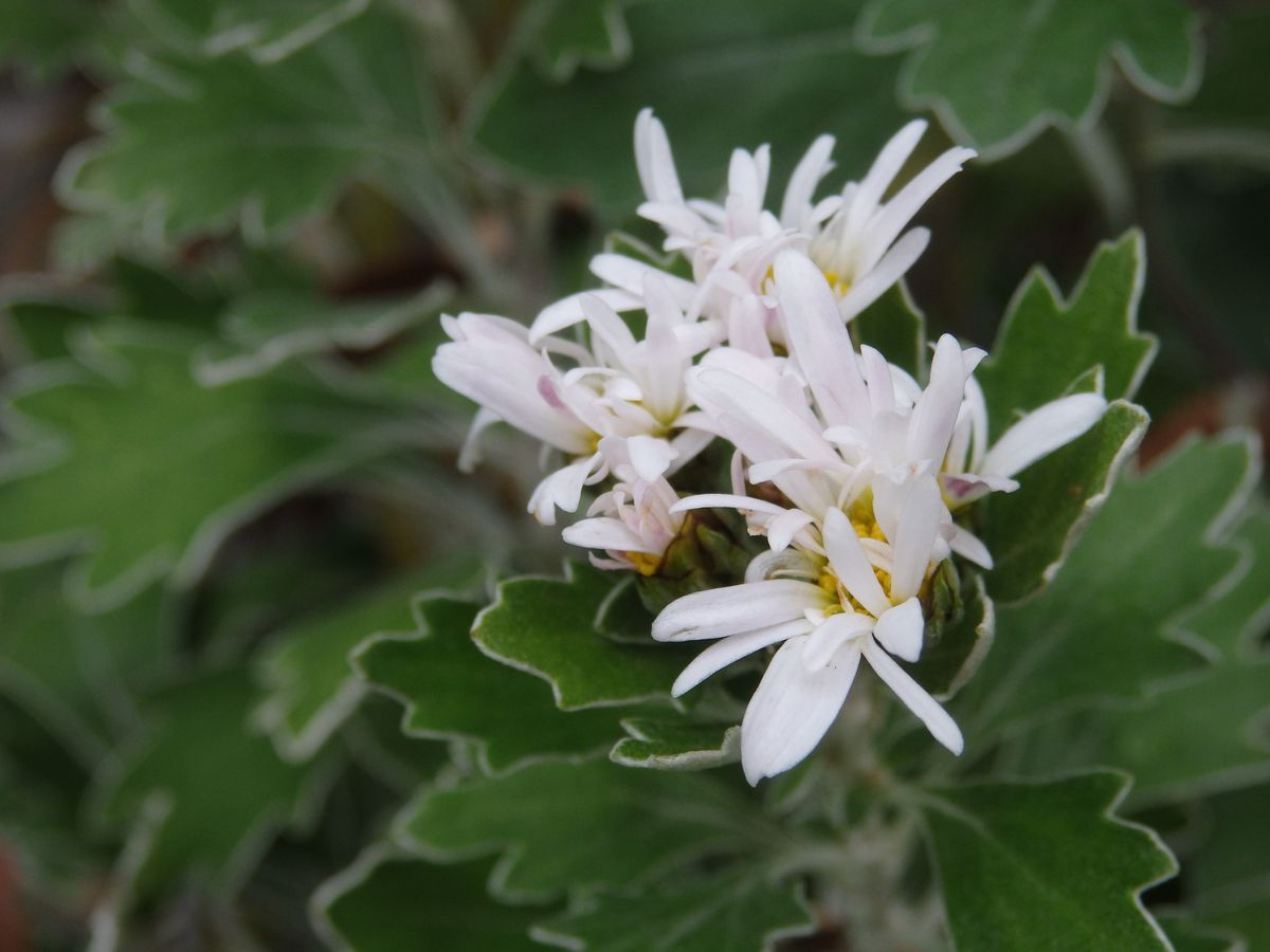 花磯菊　白髪の誉