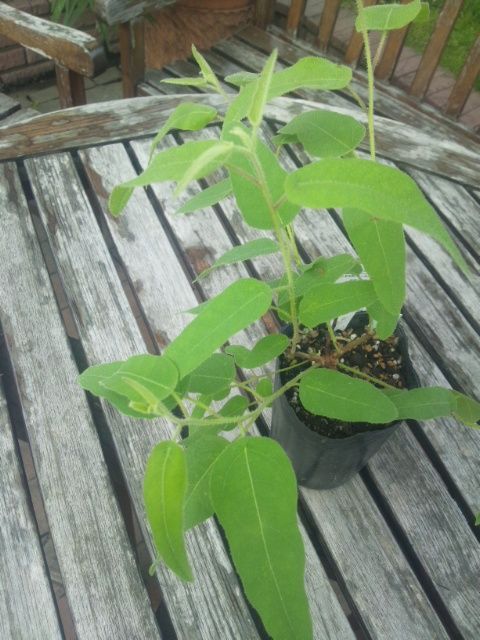 レモンの香りの植物