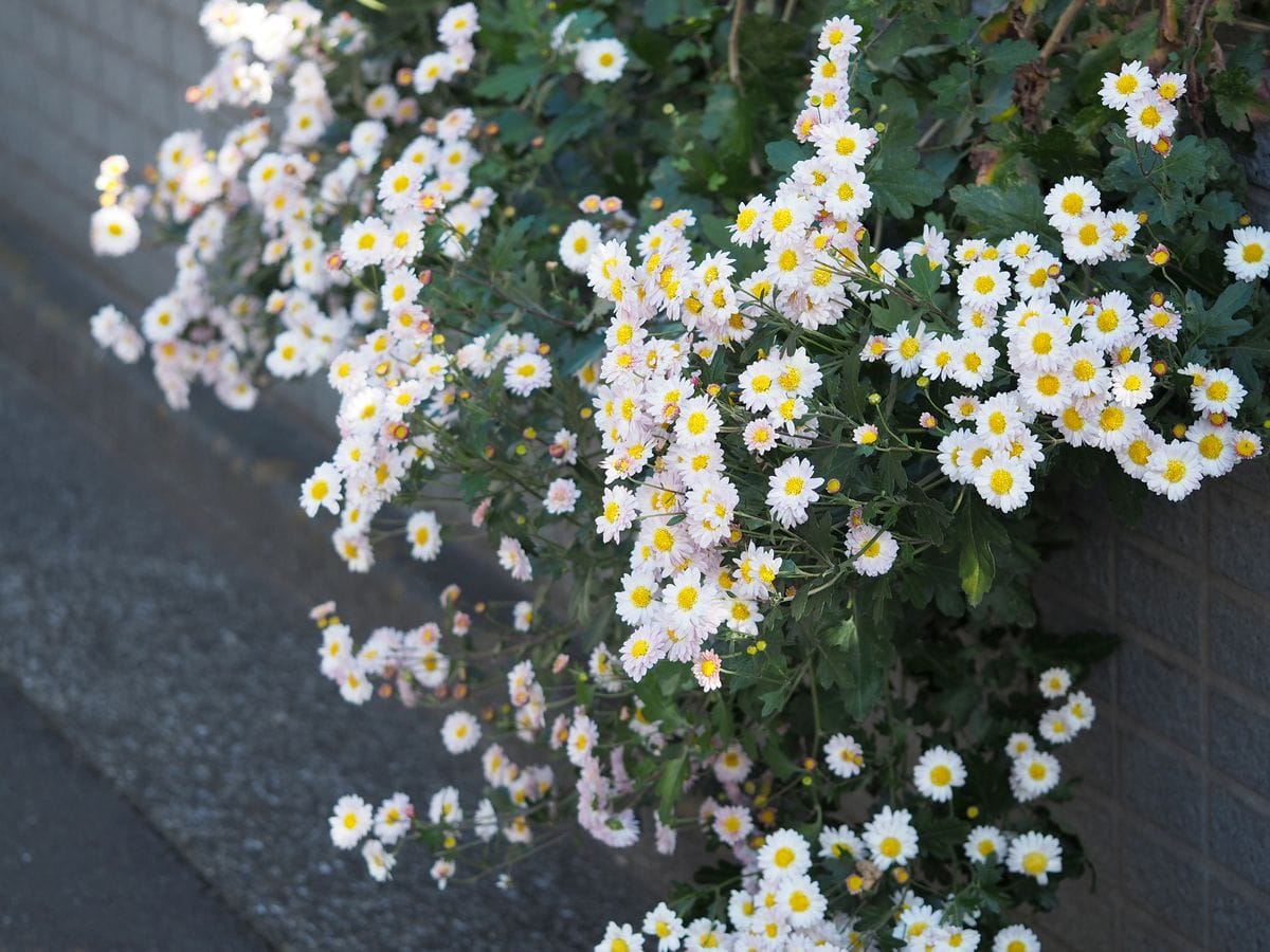 亜熱帯植物の寒風除け