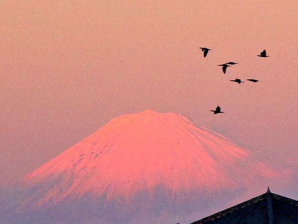 夕陽に映える富士山と野鳥