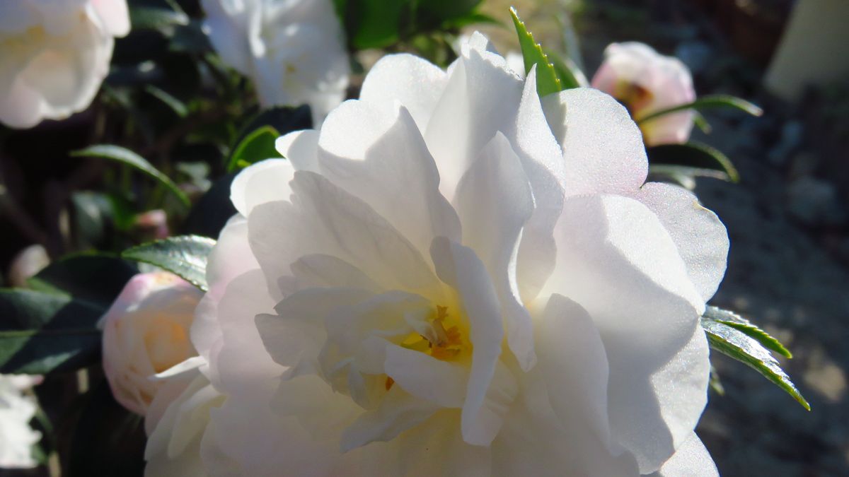 ほぼ満開の白花山茶花椿