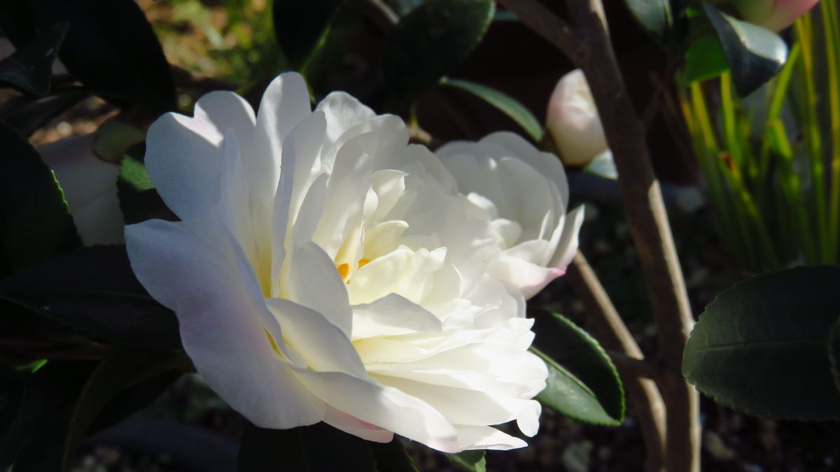 ほぼ満開の白花山茶花椿