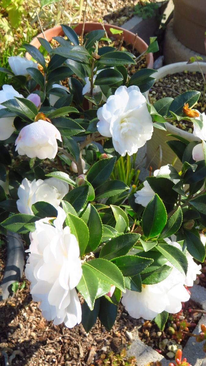 ほぼ満開の白花山茶花椿