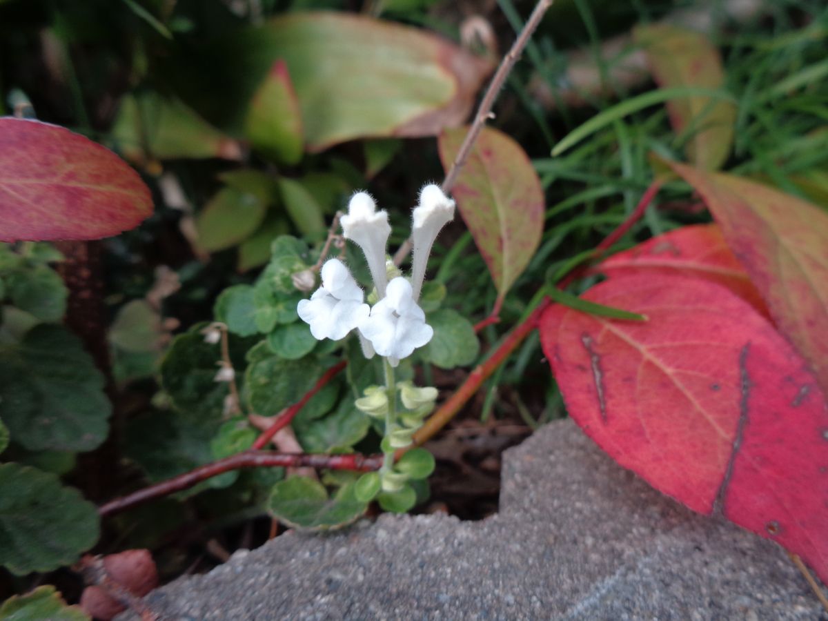 いろいろなお花たち