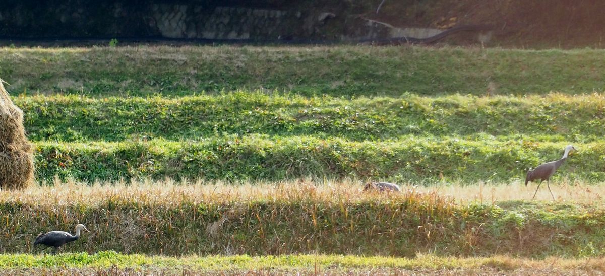 ナベヅルの里、再訪