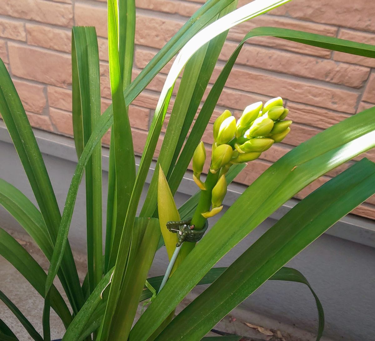 シンビジウムの花芽❤️