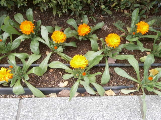 浜松市役所前の花壇