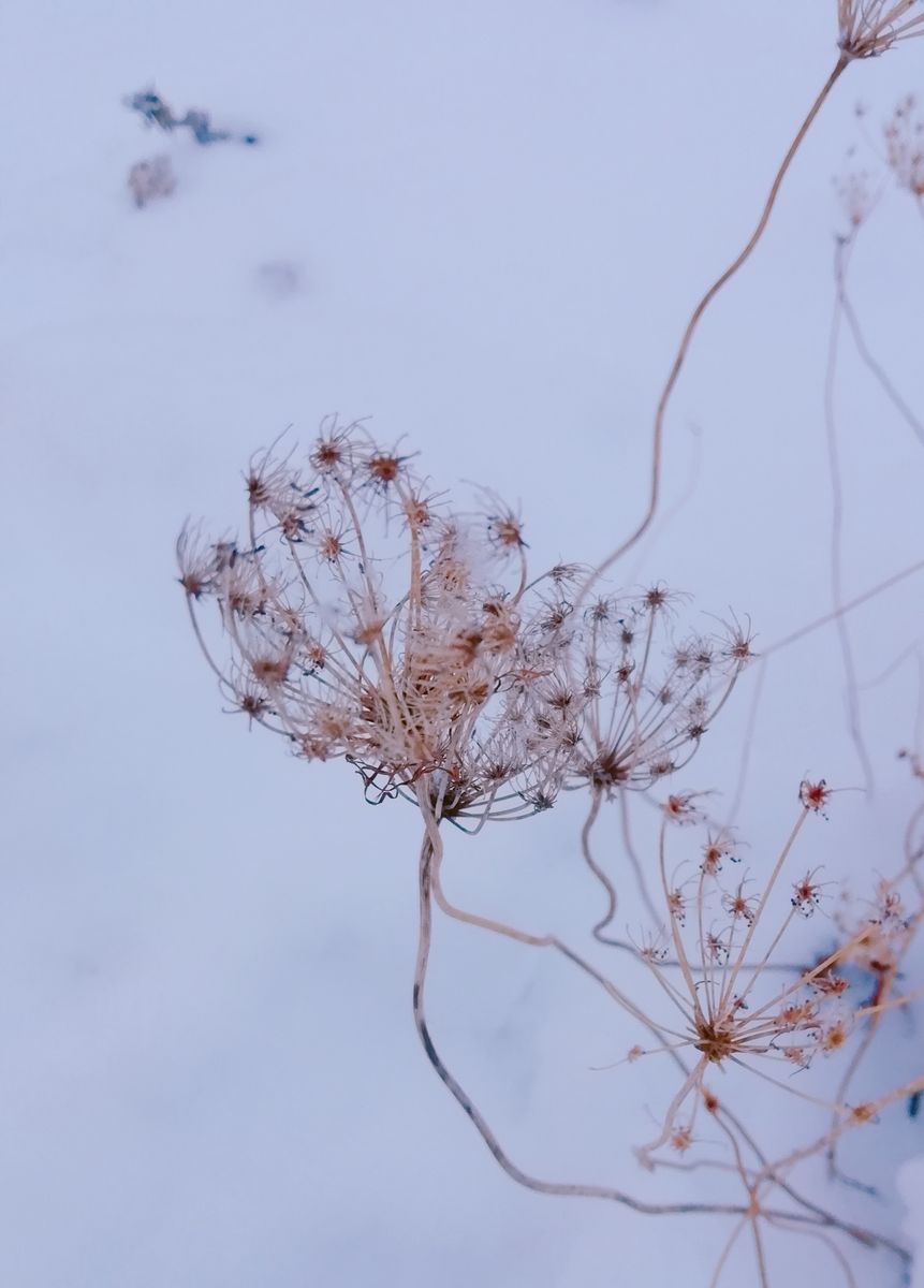 雪に飾り