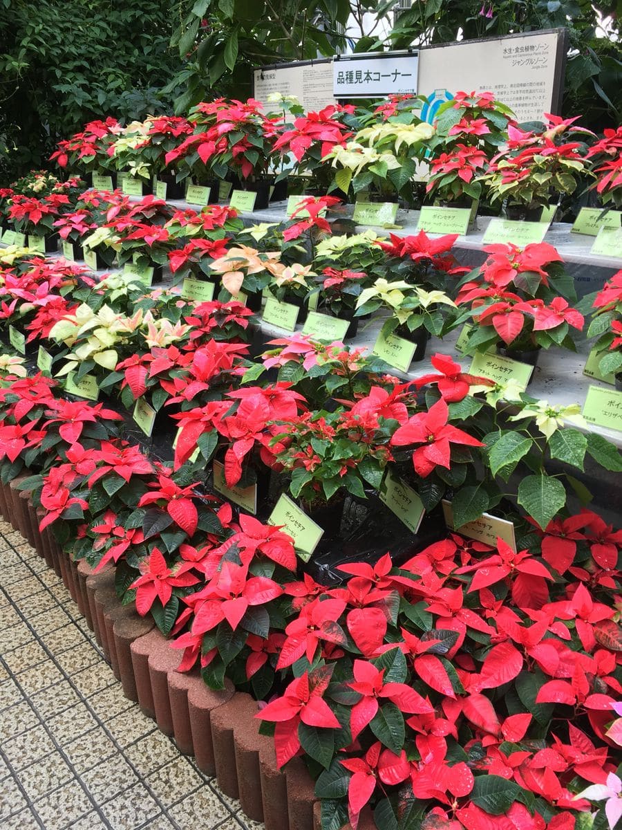 京都府立植物園の温室