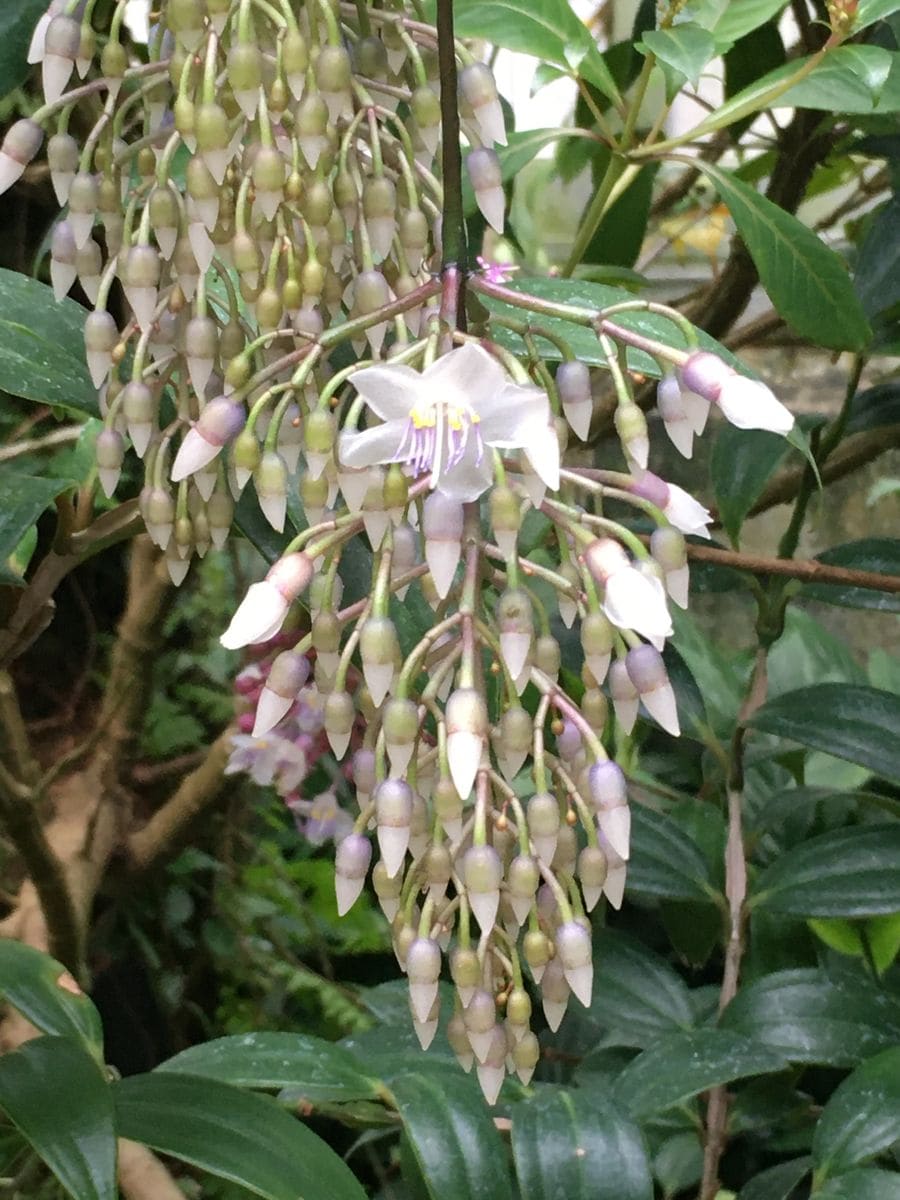 京都府立植物園の温室