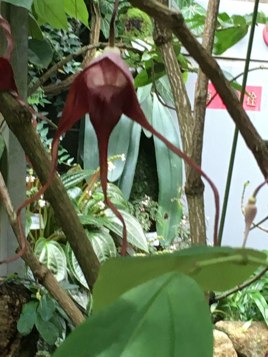 京都府立植物園の温室