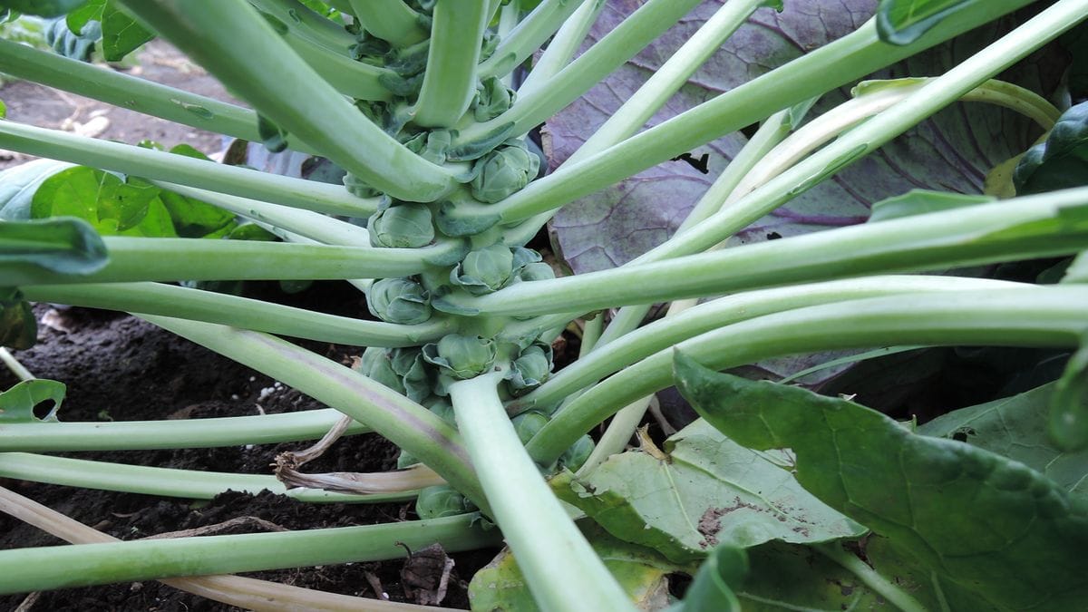 不思議な野菜、芽キャベツ