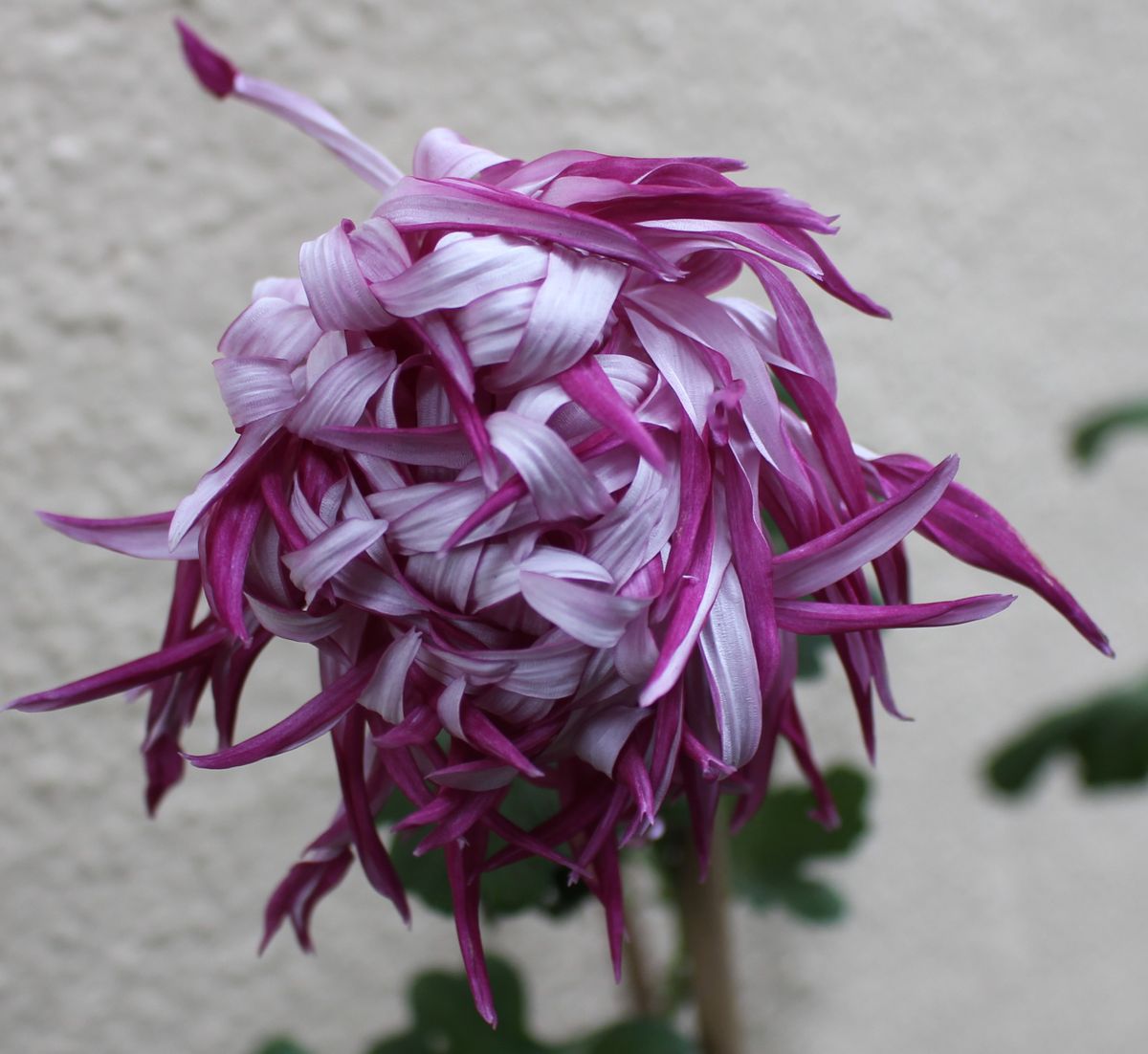 荏原紫玉の芸を追う　②