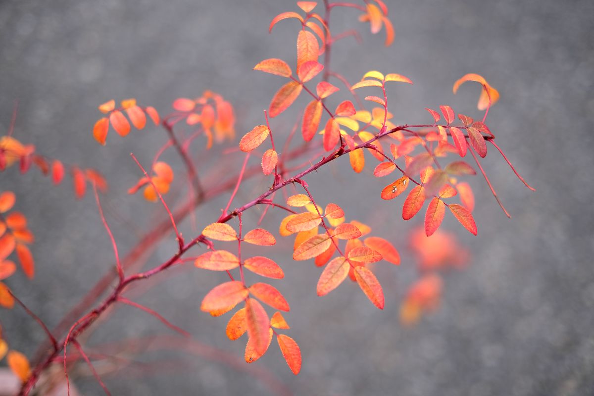 実生バラの紅葉