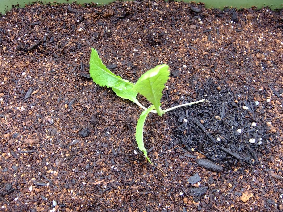 子持ち高菜を定植、しました