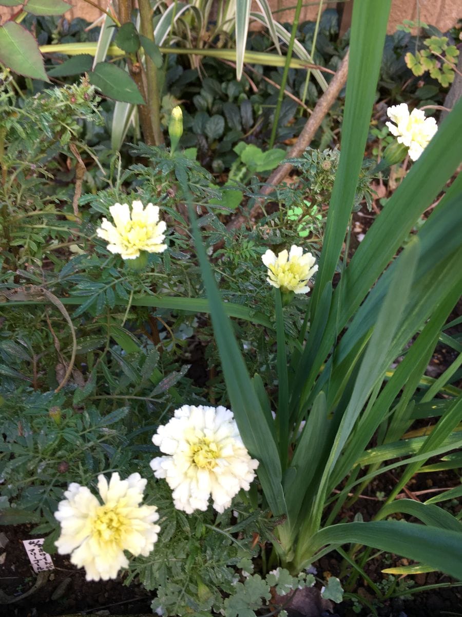 冬花の植え付け、今頃のマリーゴールド