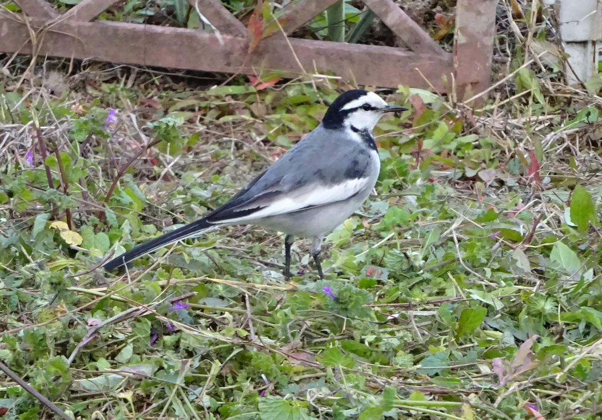 鳥は知っている　③（ミミズ、写ってます）