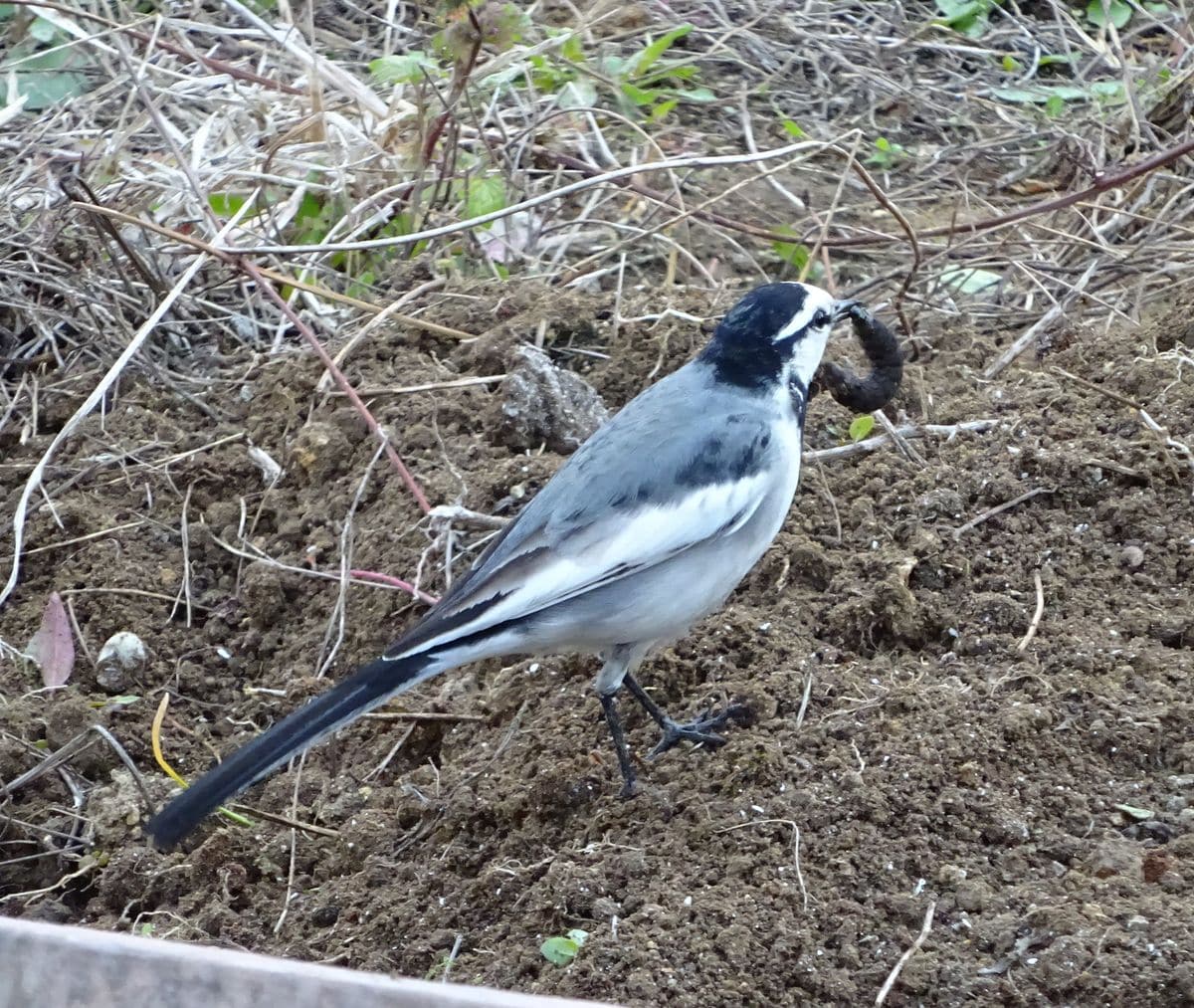 鳥は知っている　③（ミミズ、写ってます）