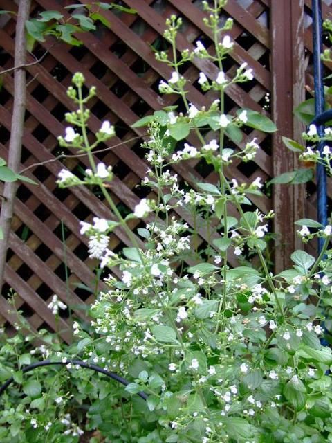 寄せ植えと白花