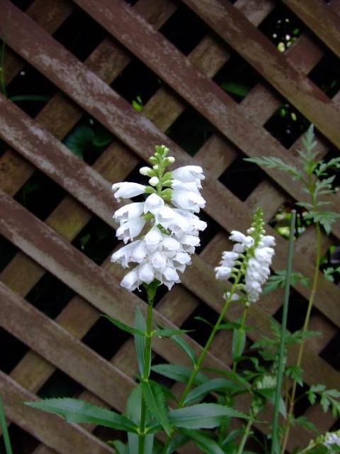 寄せ植えと白花