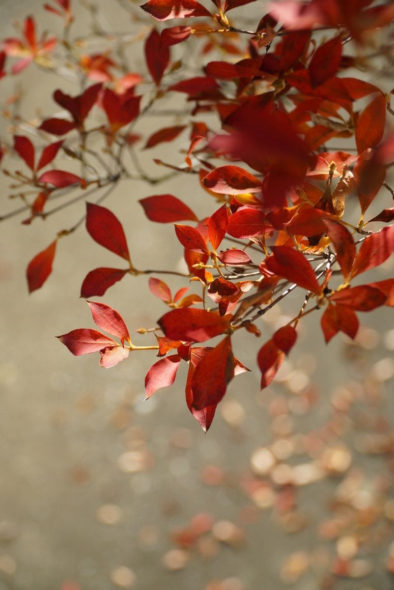 ドウダンツツジの紅葉