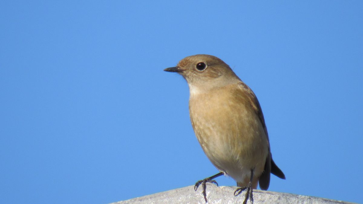 🐤ジョウビタキのメス来庭🐤