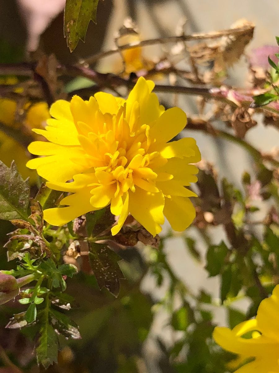 暖かいを通り越して暑い☀️