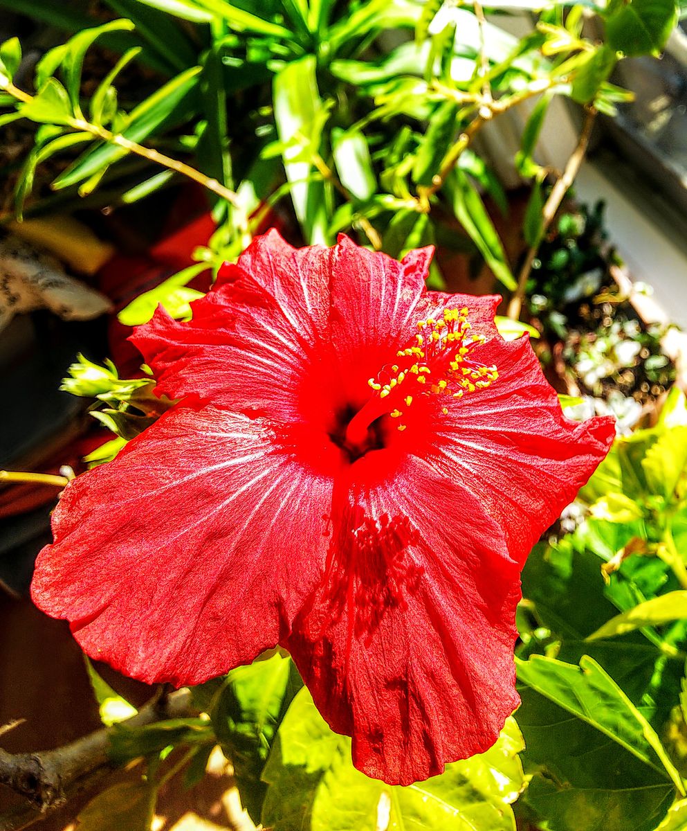 お部屋で咲く夏の花