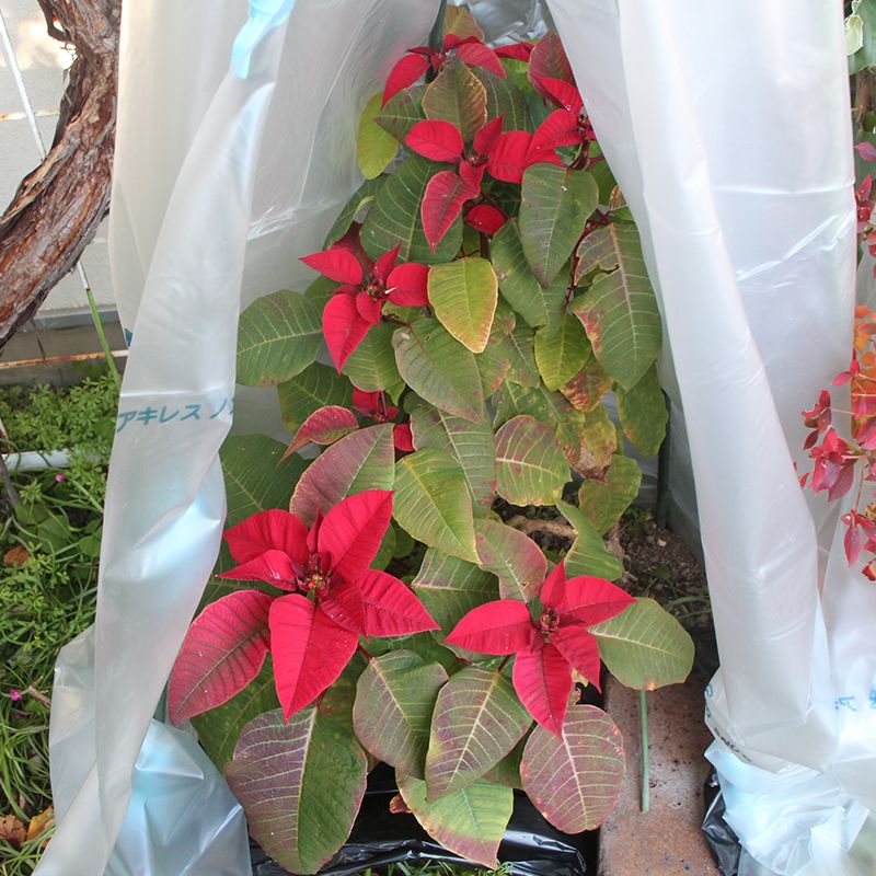 地植えポインセチアの越冬準備