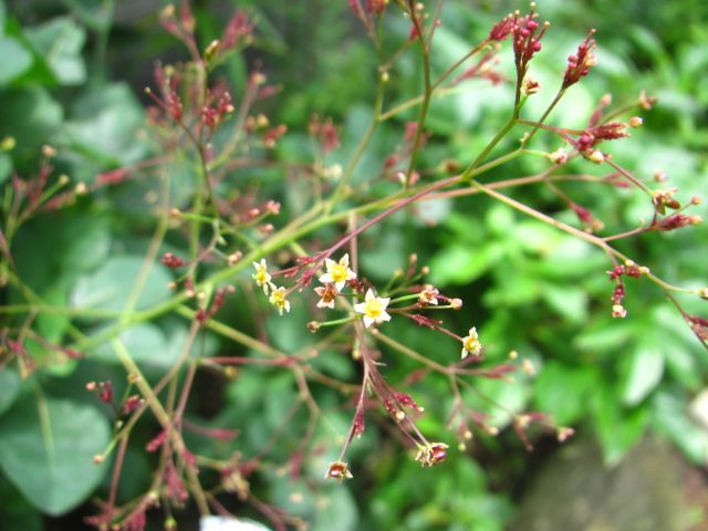 小さな花たち