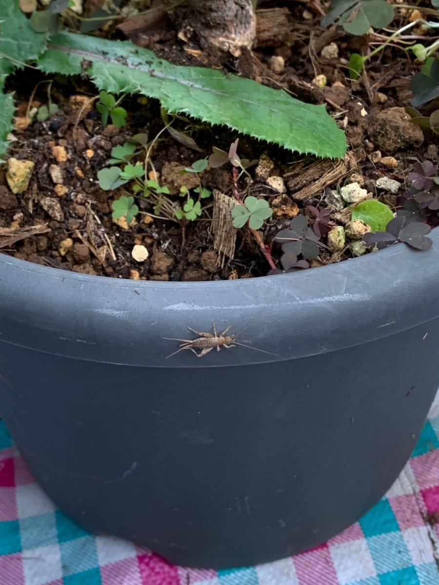 バラの植え替え中〜(3枚目は虫です)