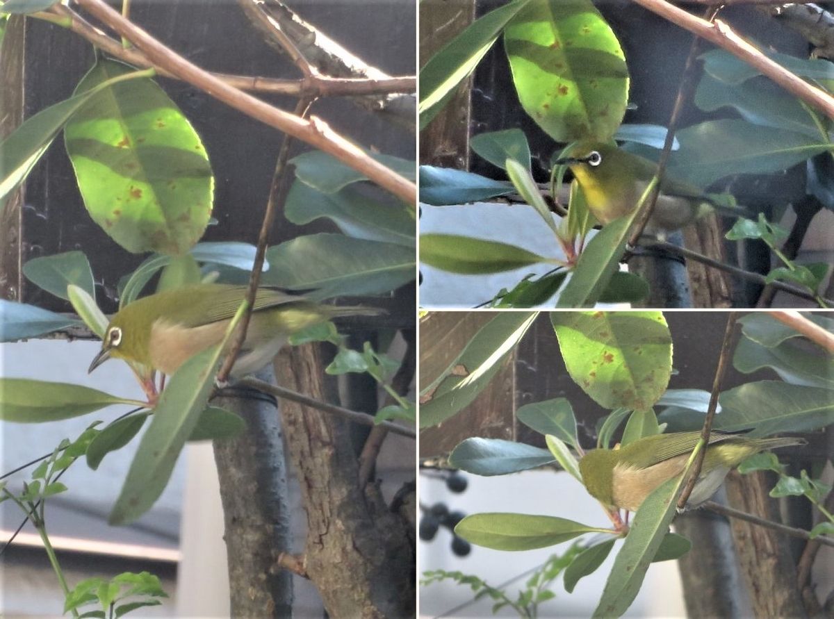 庭先にメジロが飛来❢🐦🐦🐦