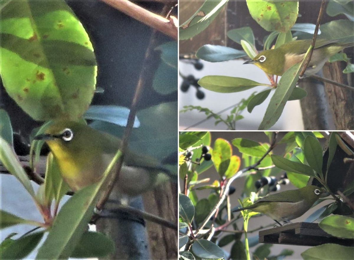 庭先にメジロが飛来❢🐦🐦🐦