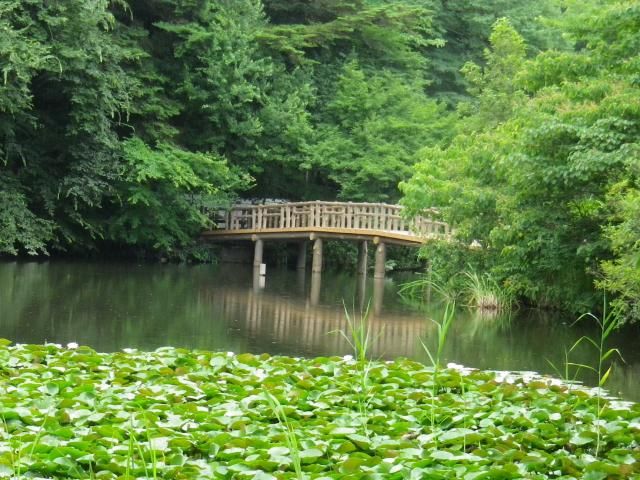 三宝寺池２