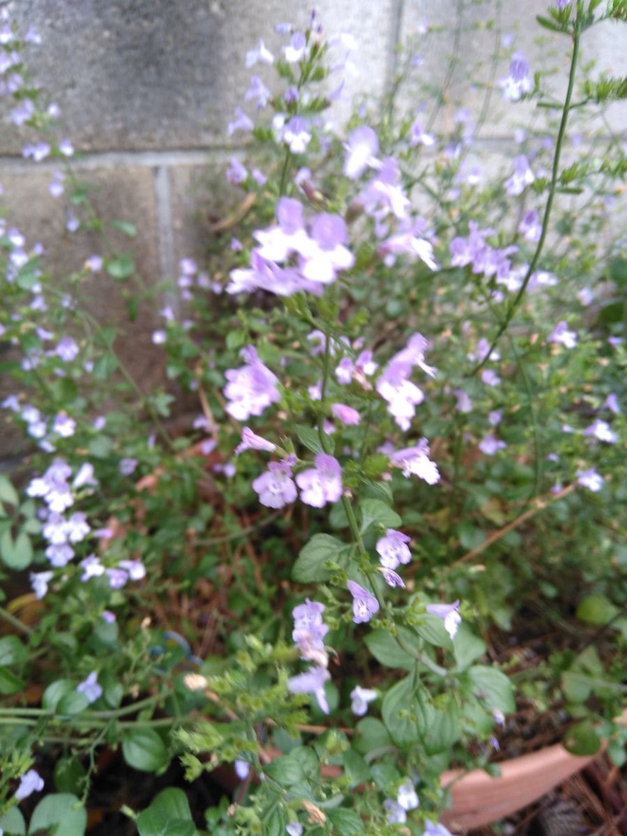 夏の花達〜まだ咲いています。