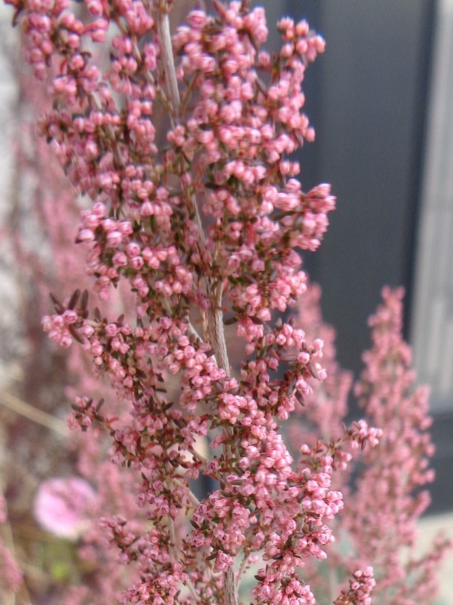 玄関周りのお花たち