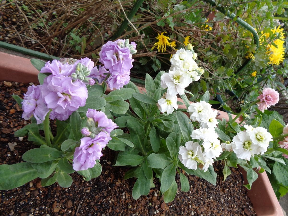 玄関周りのお花たち