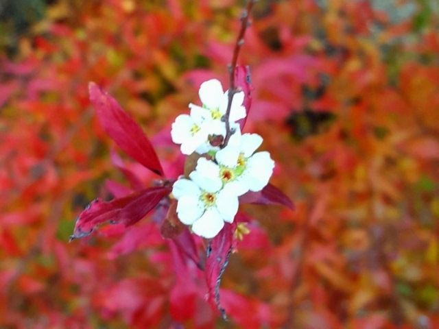 雪柳の紅葉