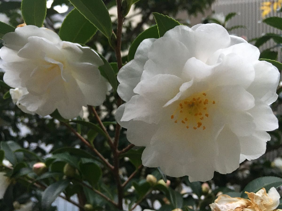 白い山茶花とバラ