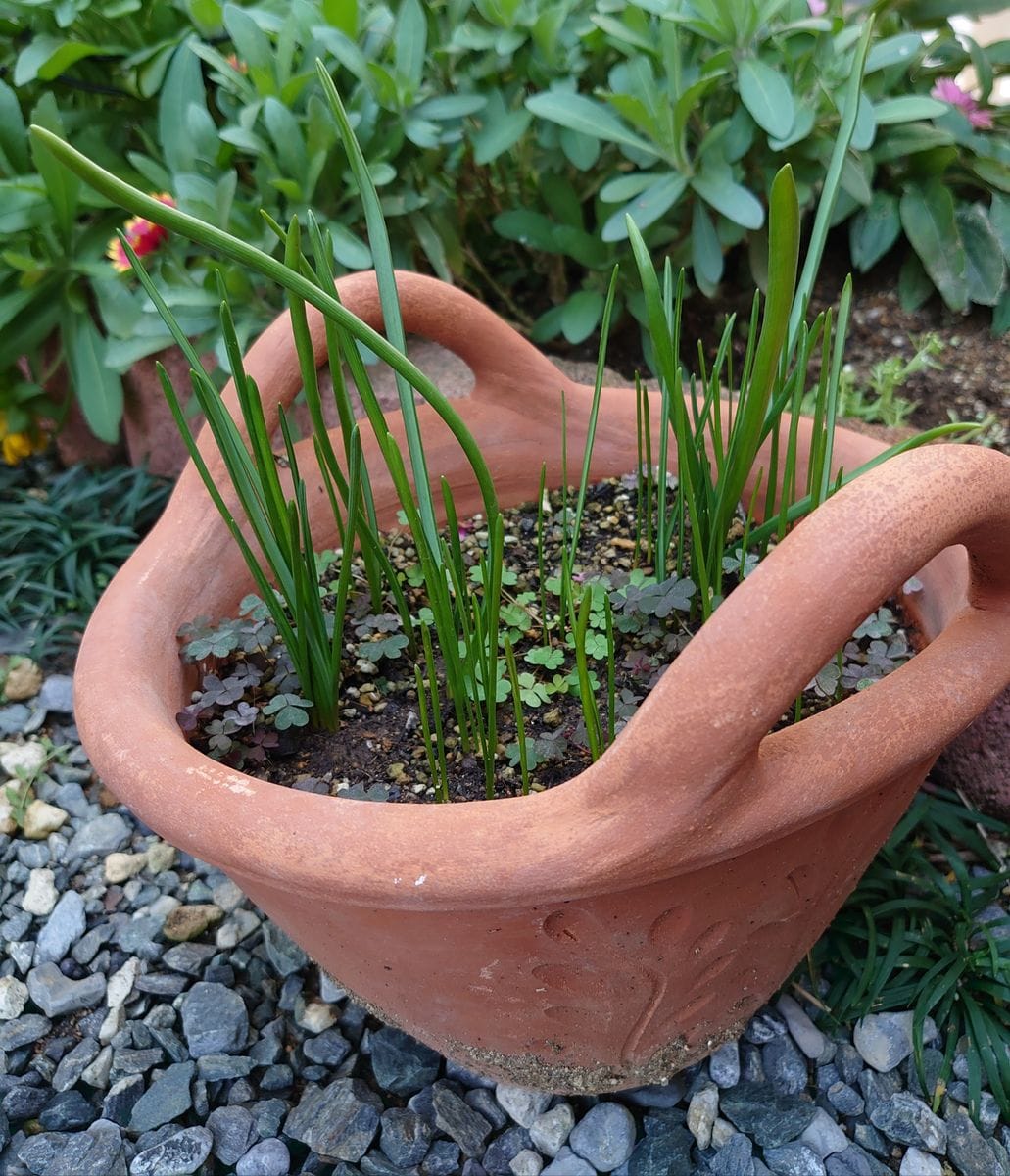 ムスカリ葉が伸び伸び～😅