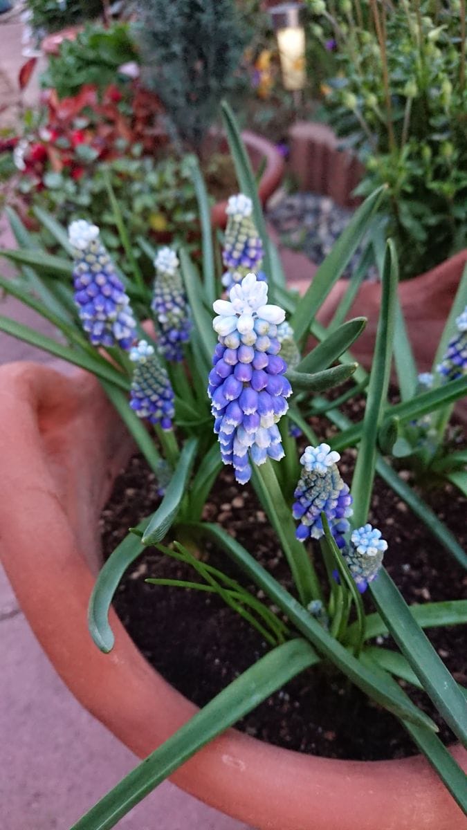 ムスカリ葉が伸び伸び～😅