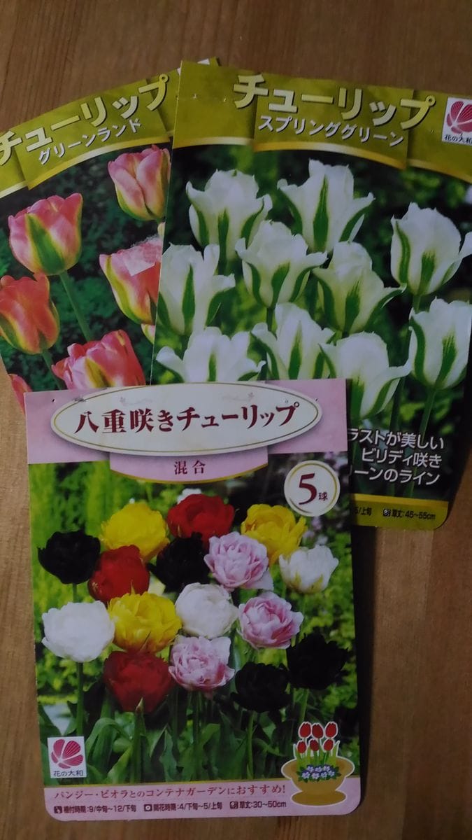 チューリップ🌷植え付け