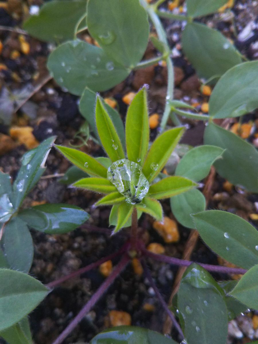 ルピナスの葉っぱ🌿