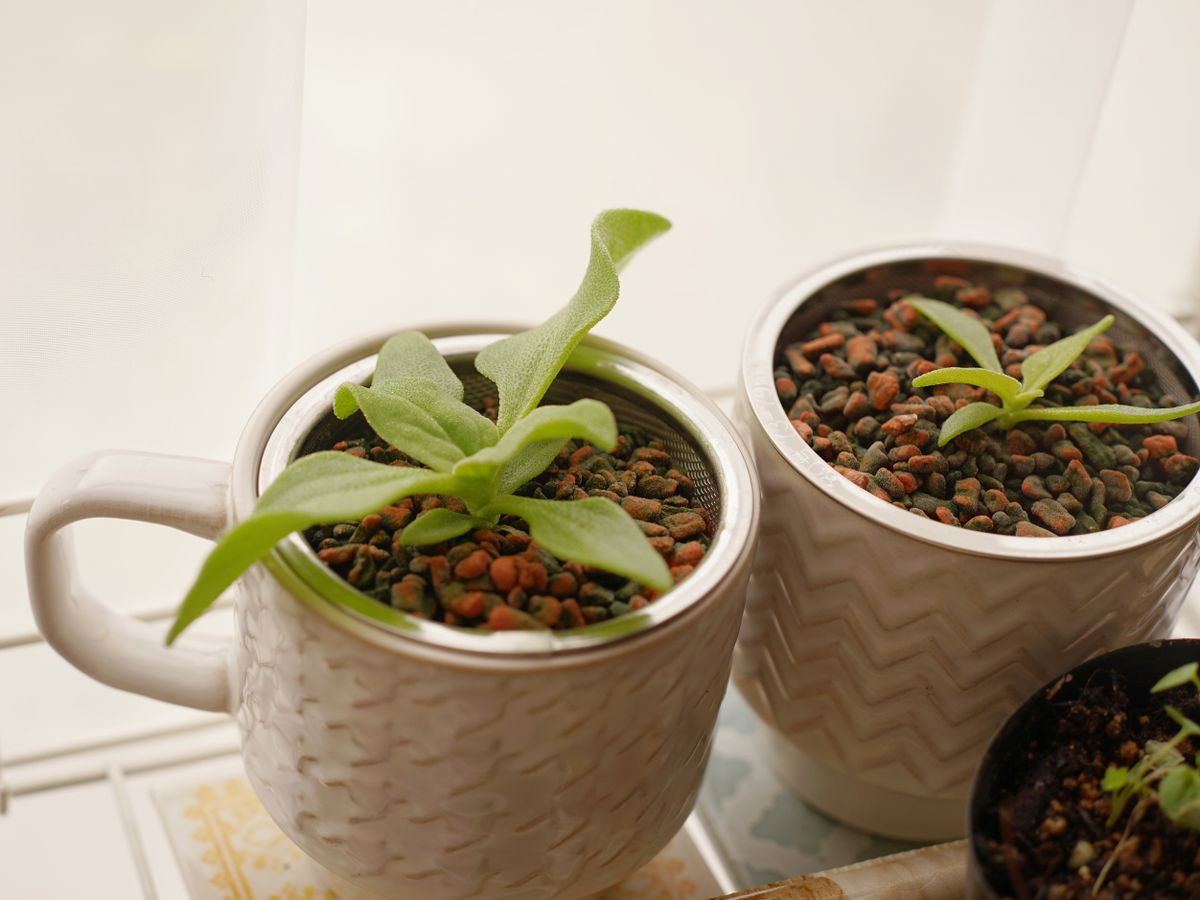 室内の植物たちの成長