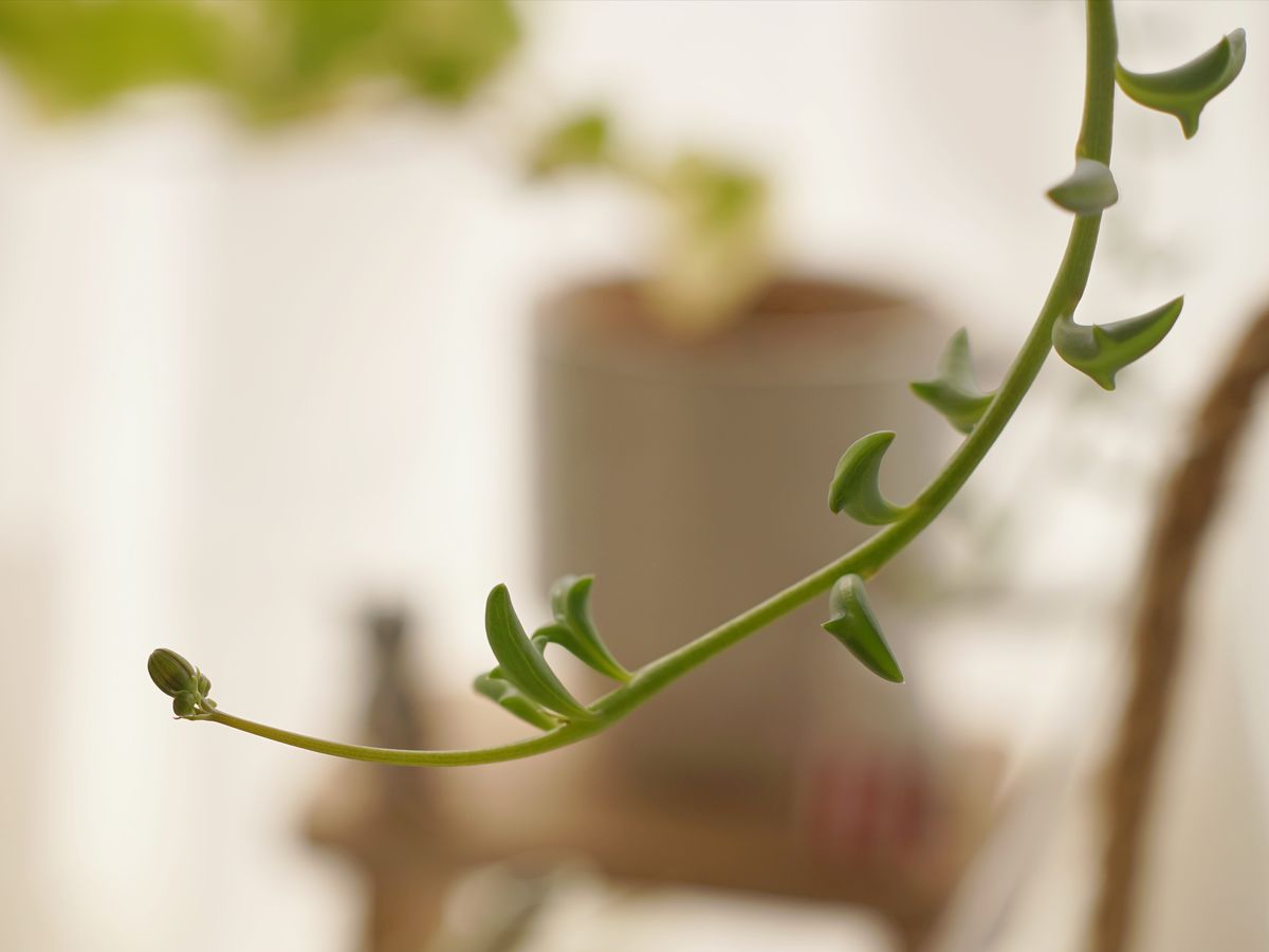 室内の植物たちの成長